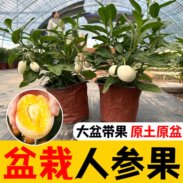 人参果小树苗带发货使用观