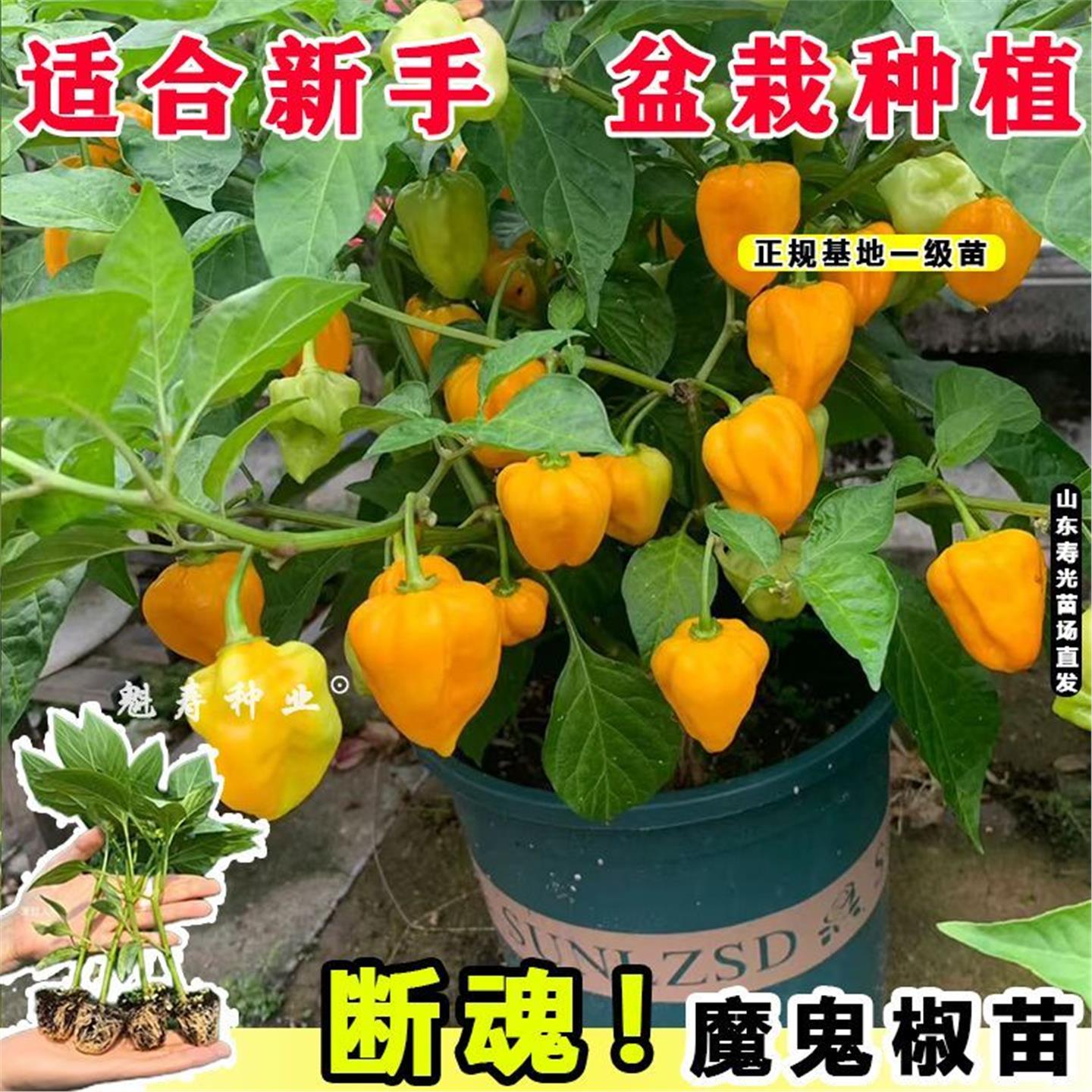巨辣变态断魂椒魔鬼秧苗爆