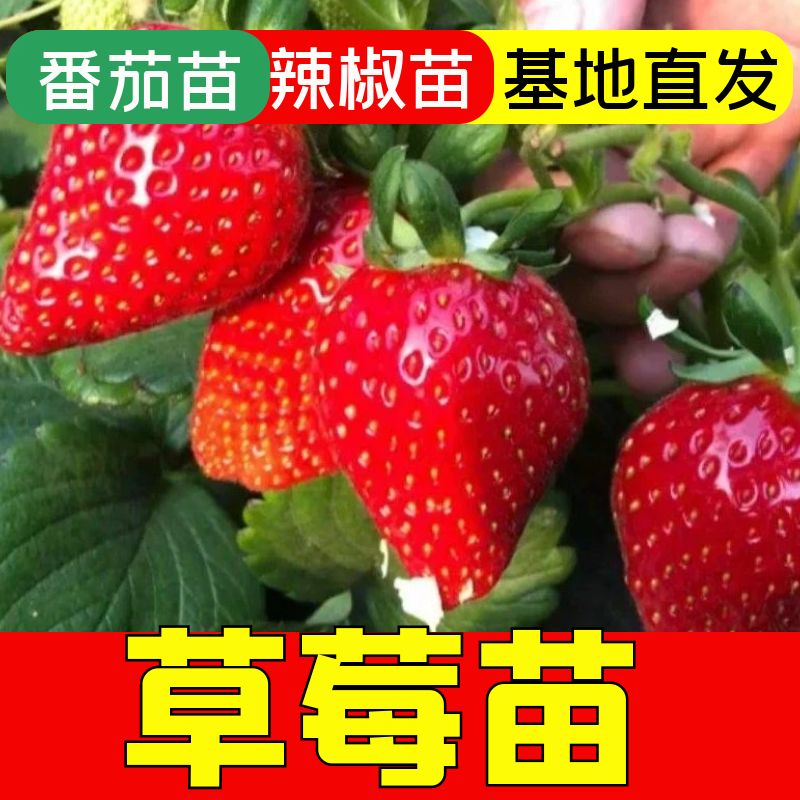 草莓苗子草莓秧苗四季蔬菜苗