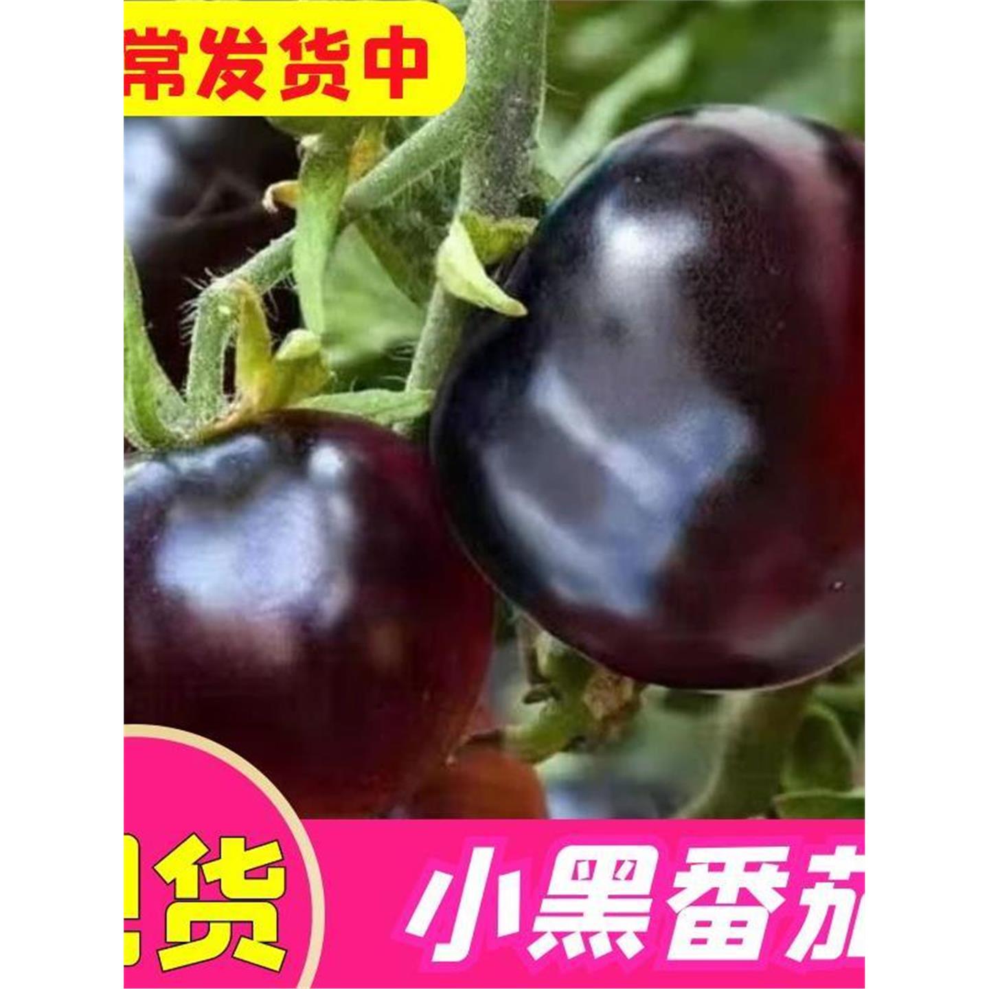 黑珍珠小番茄苗阳台秧苗黑色圣女果柿子苗西红柿子种苗四季蔬菜苗