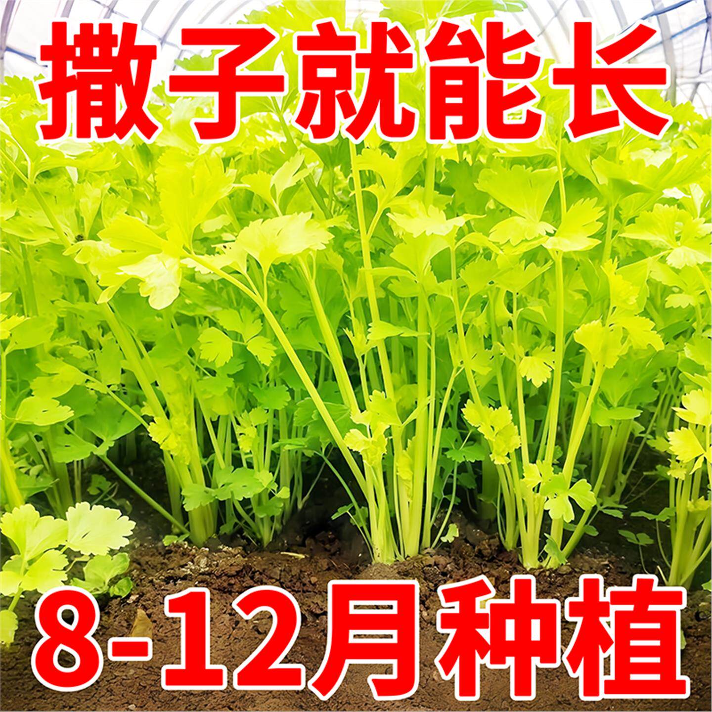 四季小香芹种子籽苗秧菜蔬