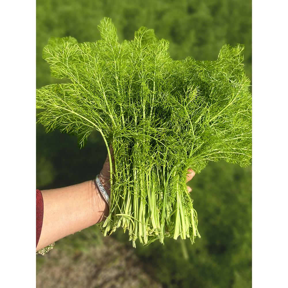 割茬茴香种籽子四季小回苗