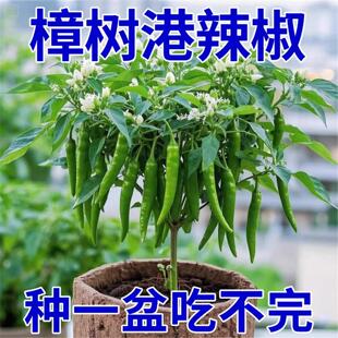 正宗樟树港辣椒苗原产地核心产区带叶带土发货湖南辣椒苗蔬菜苗子