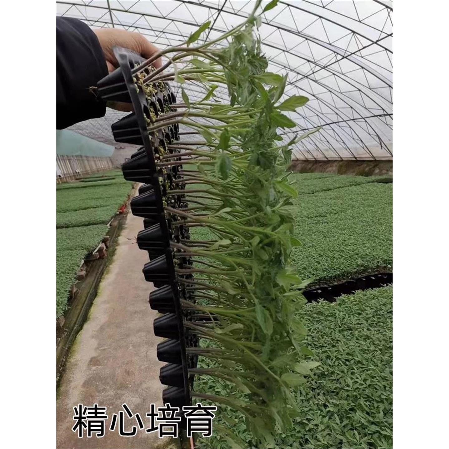 大红番茄苗老品种西柿秧粉