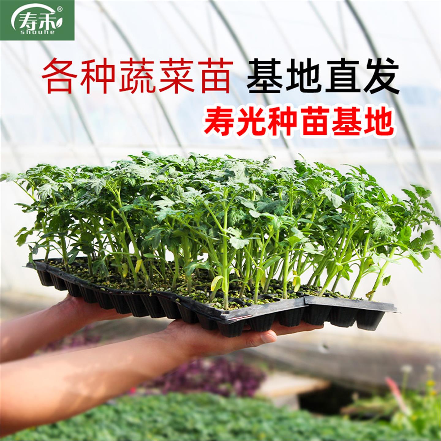 南方蔬菜苗秋季番茄秧辣椒