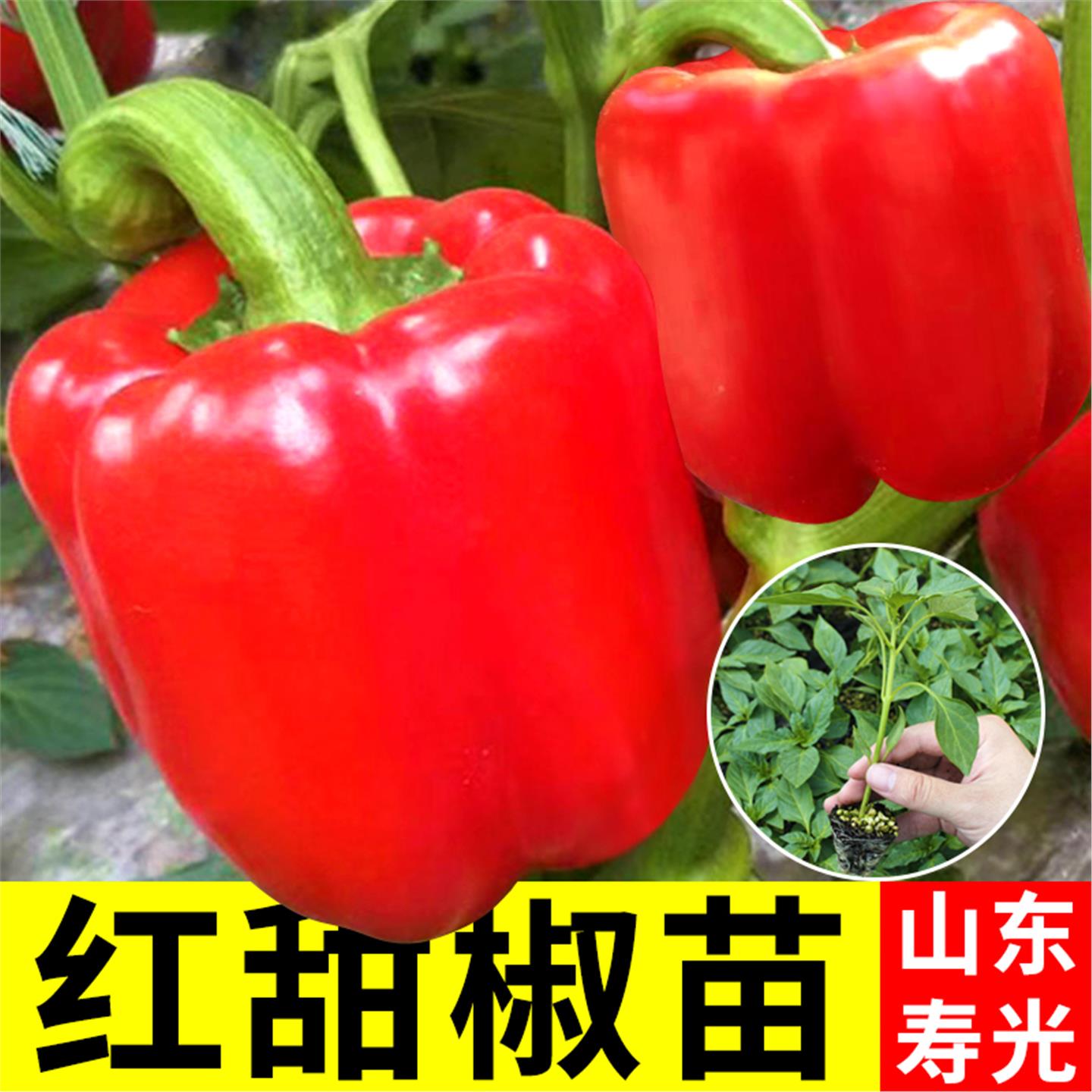 红甜椒种子苗辣籽孑高产阳