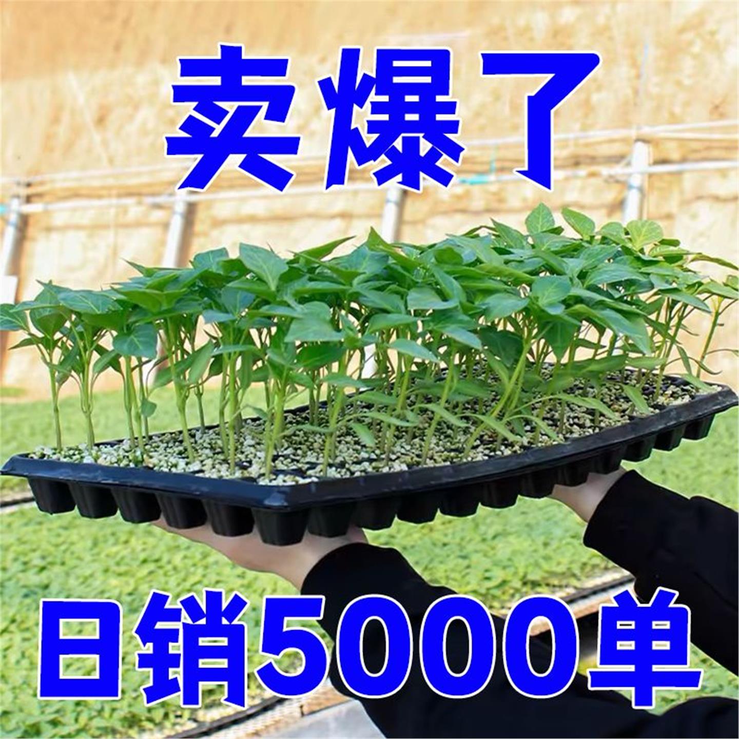 各种辣椒番茄蔬菜苗子盆栽