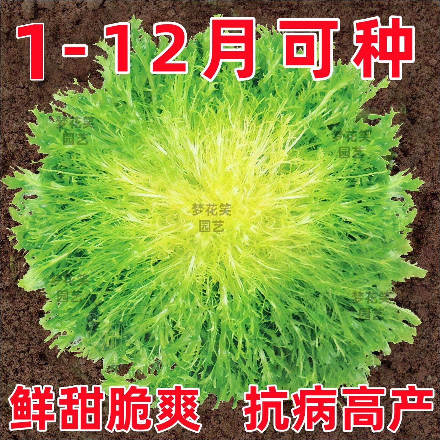 黄心苦菊种子籽苗苣菜生四