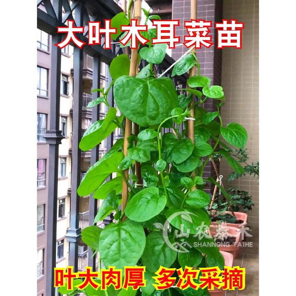 山东特大圆叶木耳菜苗秧爬