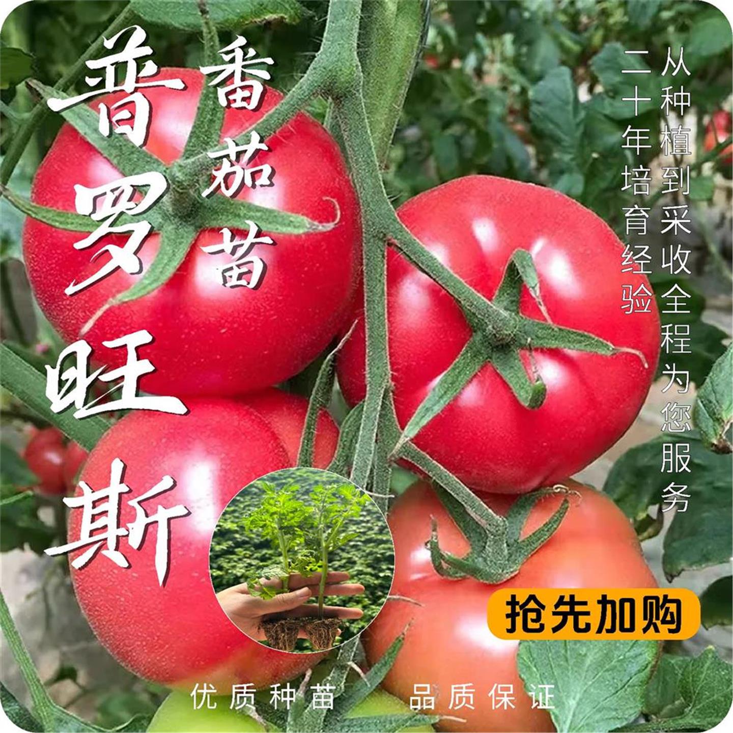 老品种普罗旺斯西红柿子苗