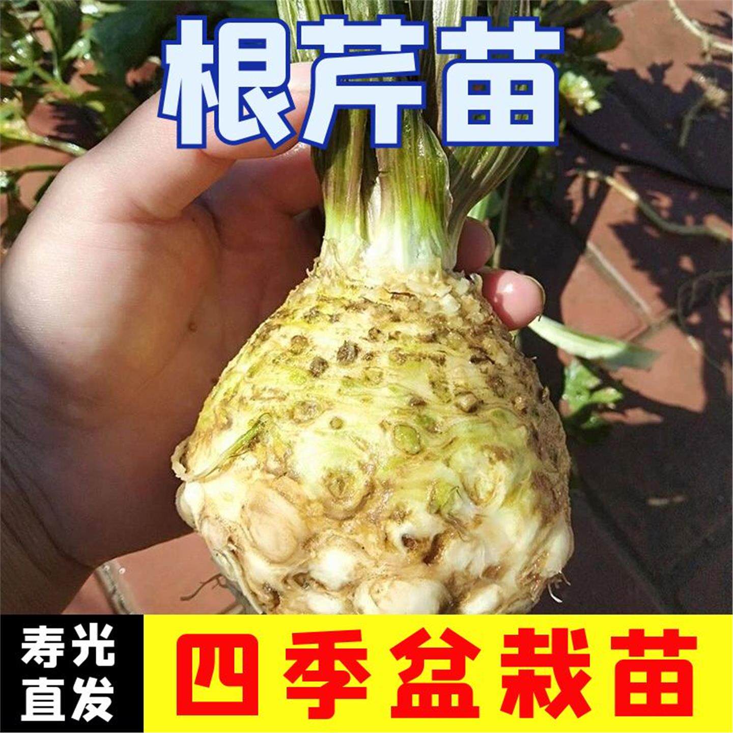 根芹苗子菜种大疙瘩老桩球