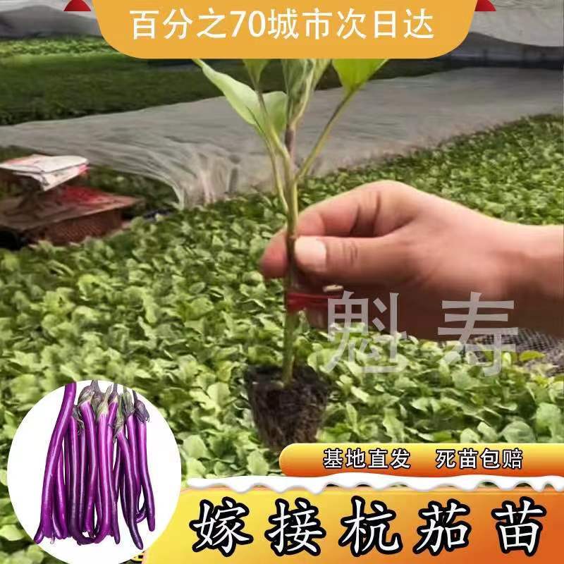 嫁接蔬菜苗子茄杭紫大龙长