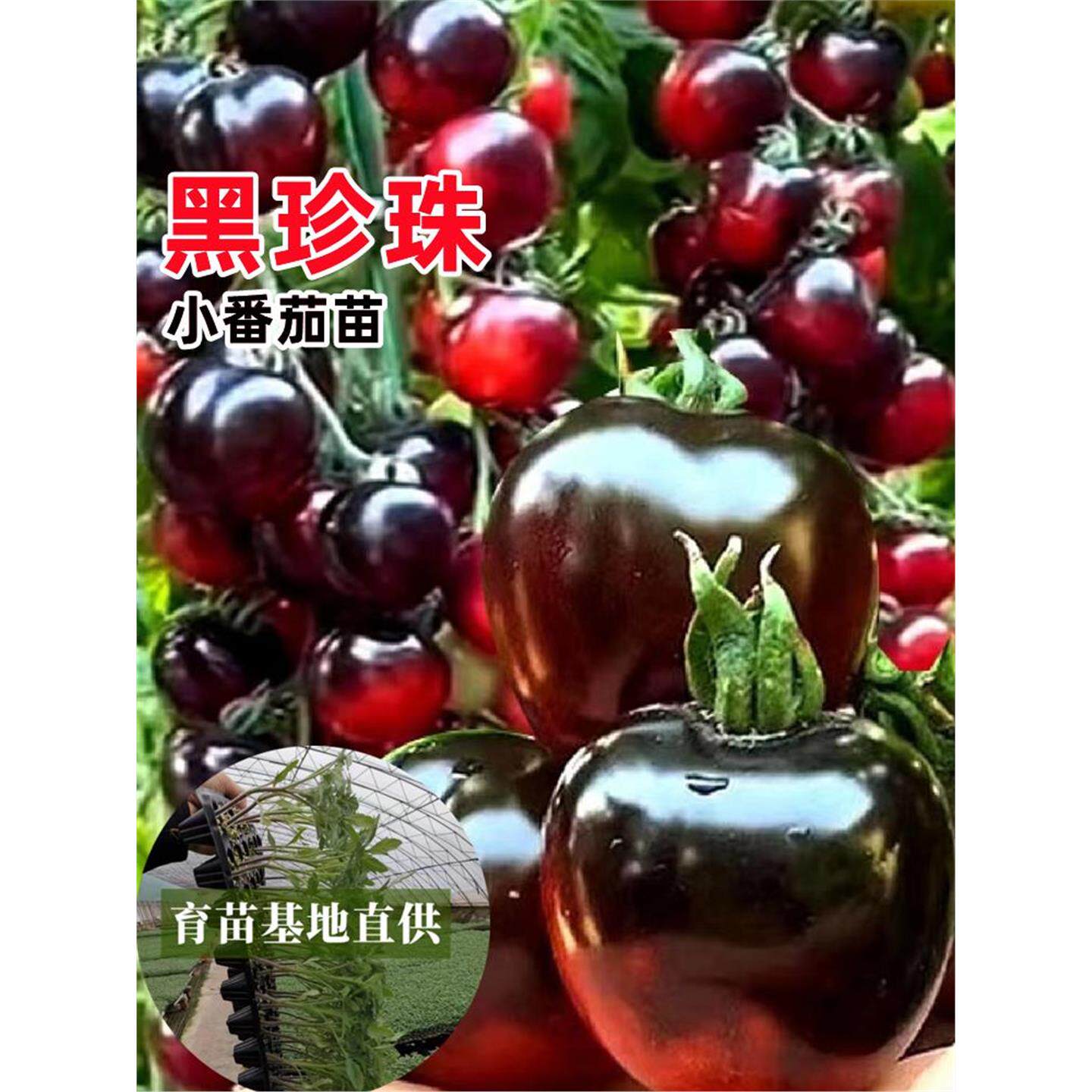 黑珍珠番茄苗樱桃小秧圣女