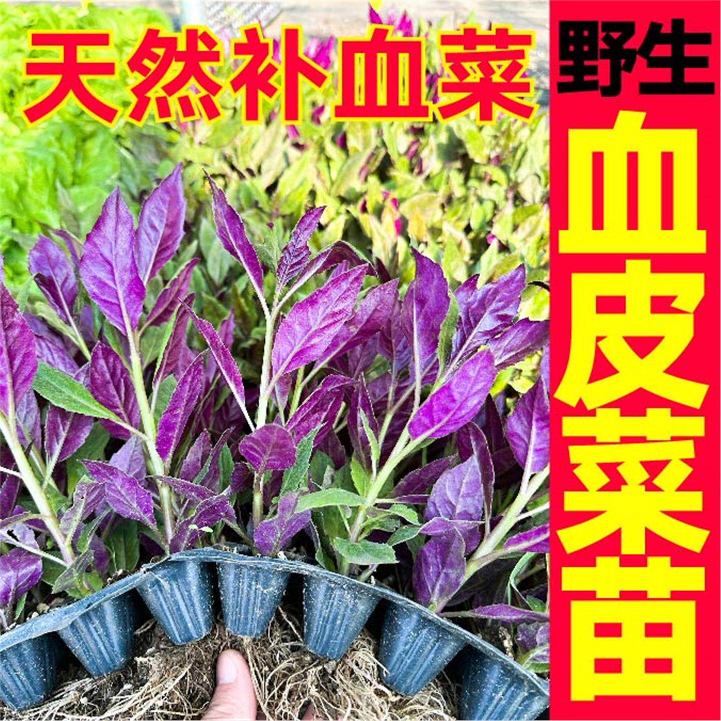 寿光紫背天葵菜苗秧血皮观