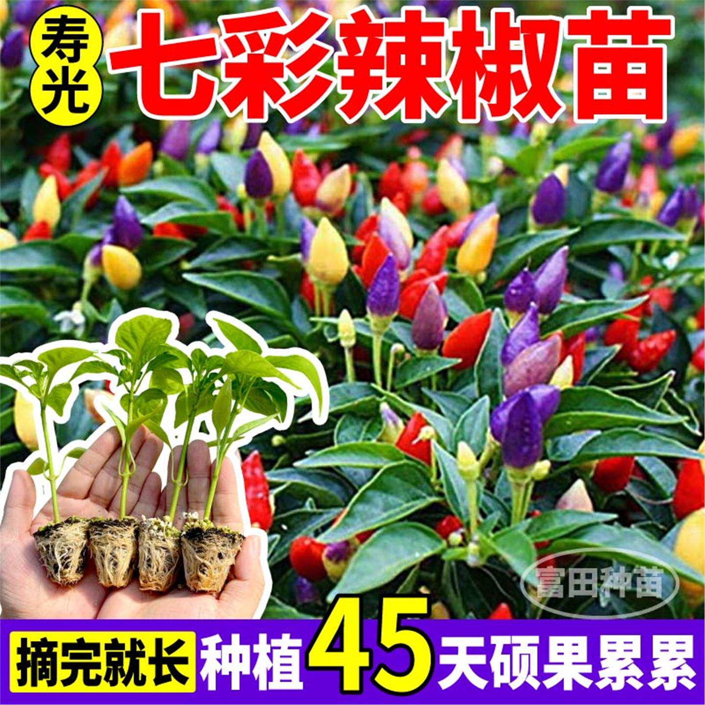 阳台七彩辣椒苗秧观赏食用