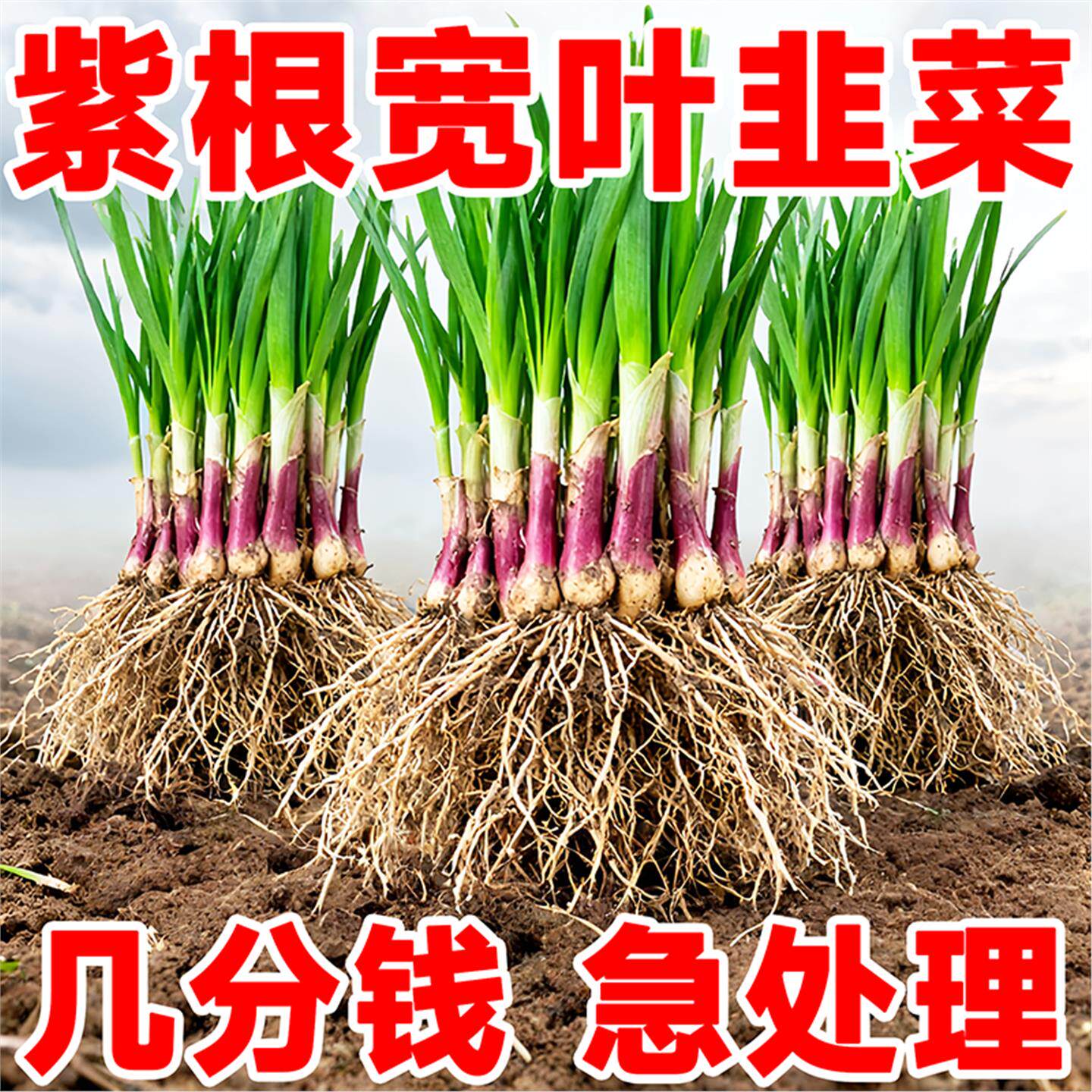 新韭菜根香小叶老品种紫红
