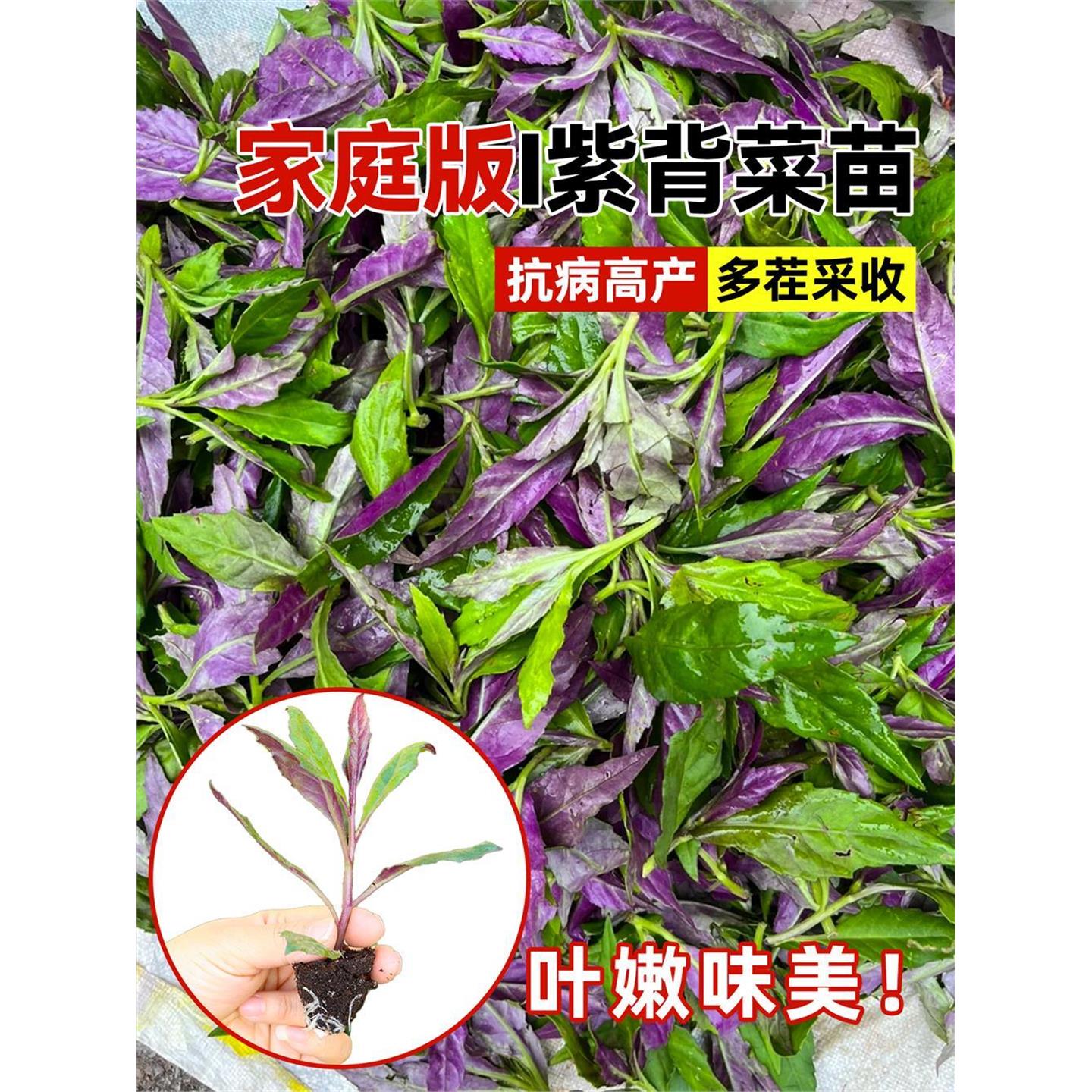 紫背天葵苗秧贝菜然四川观