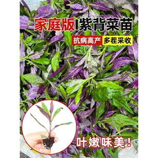 紫背天葵苗秧苗紫贝菜苗天然菜四川观音菜苗秋冬蔬菜苗