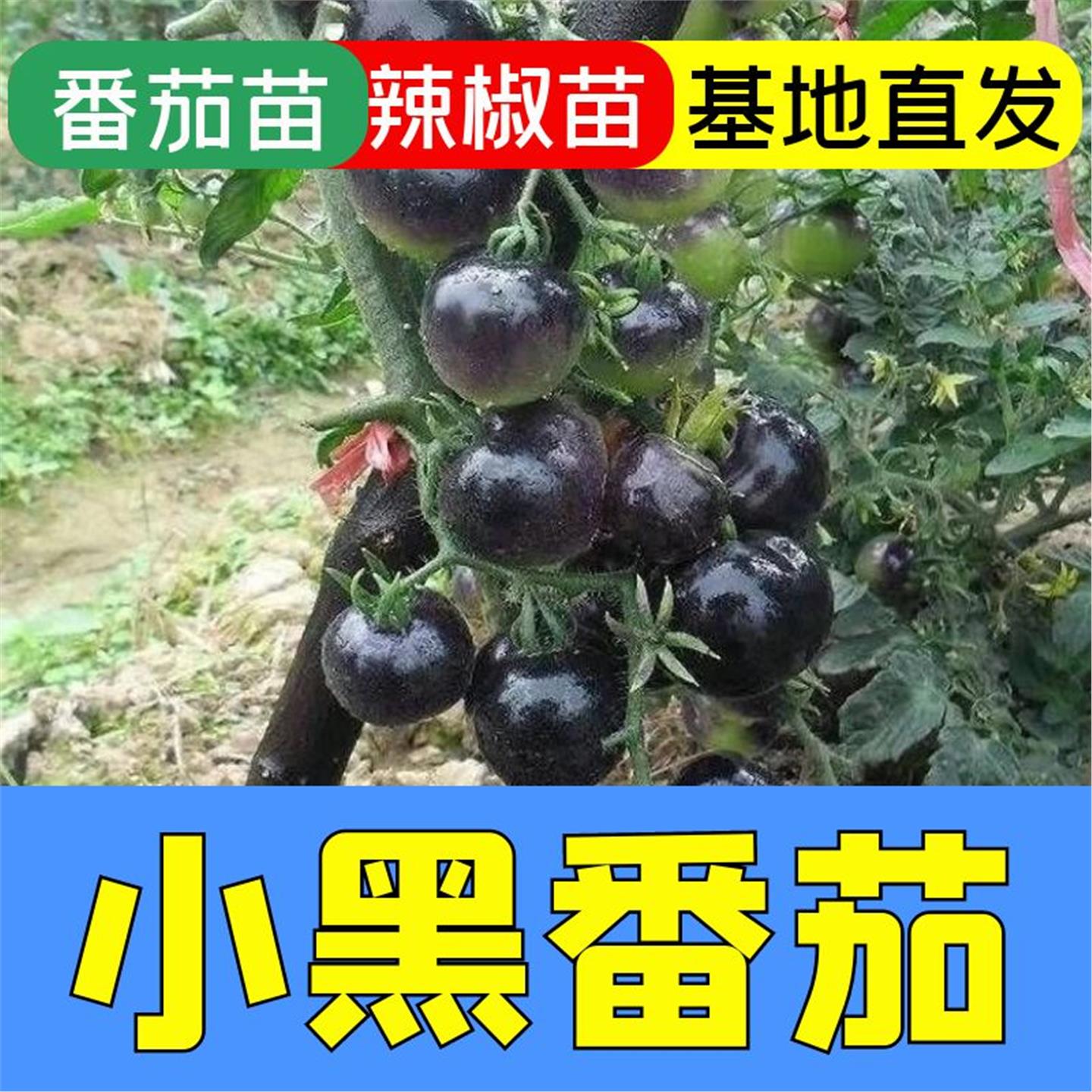 黑骑士樱桃番茄苗子四季西