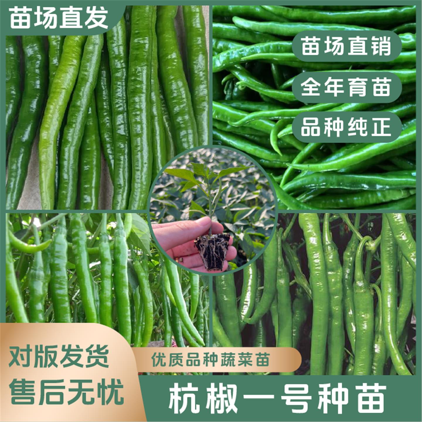 【杭椒一号苗】香辣高产抗
