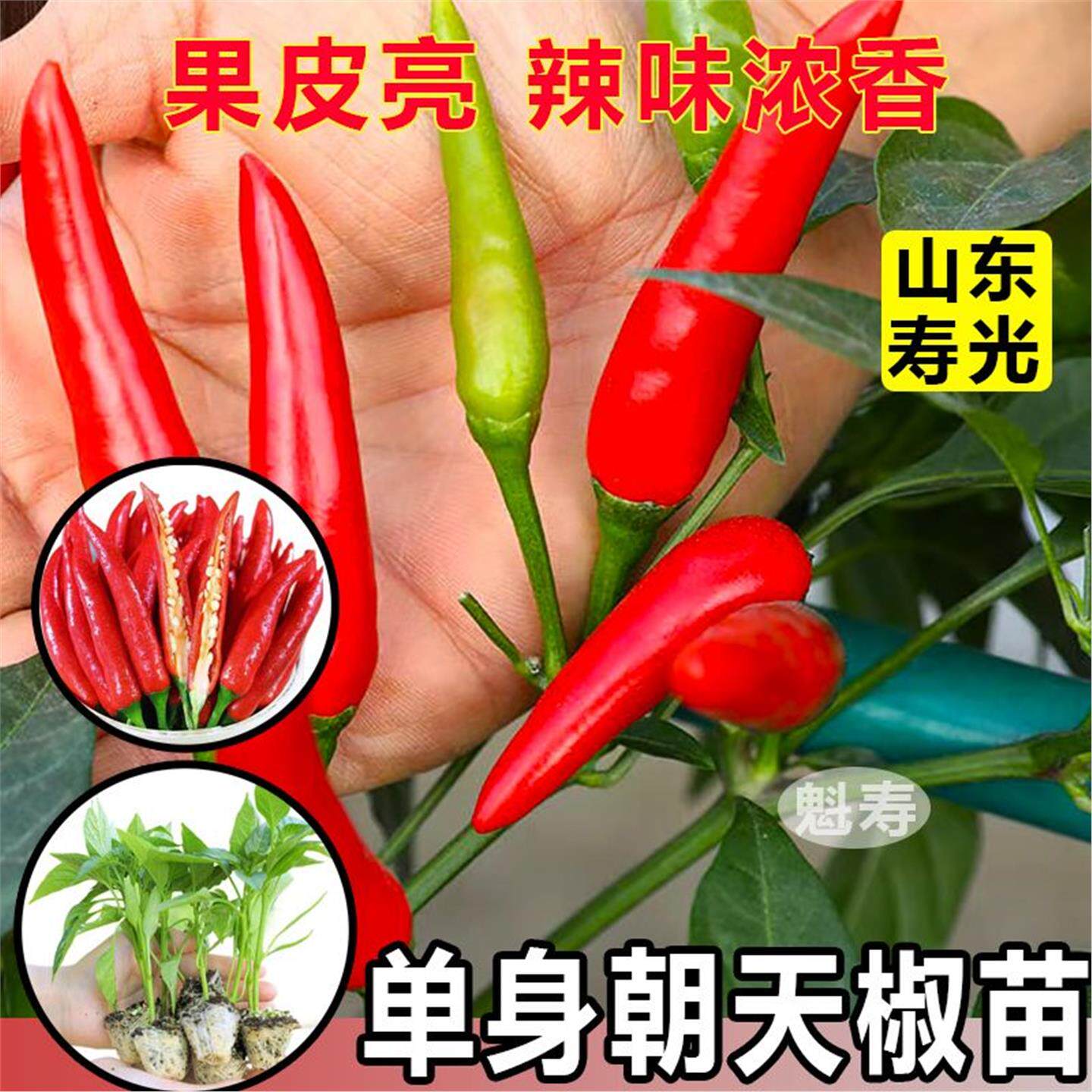 爆辣红小米苗秧玉脂白椒种