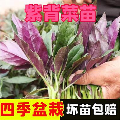 紫背菜苗贝带土盆栽子秧特