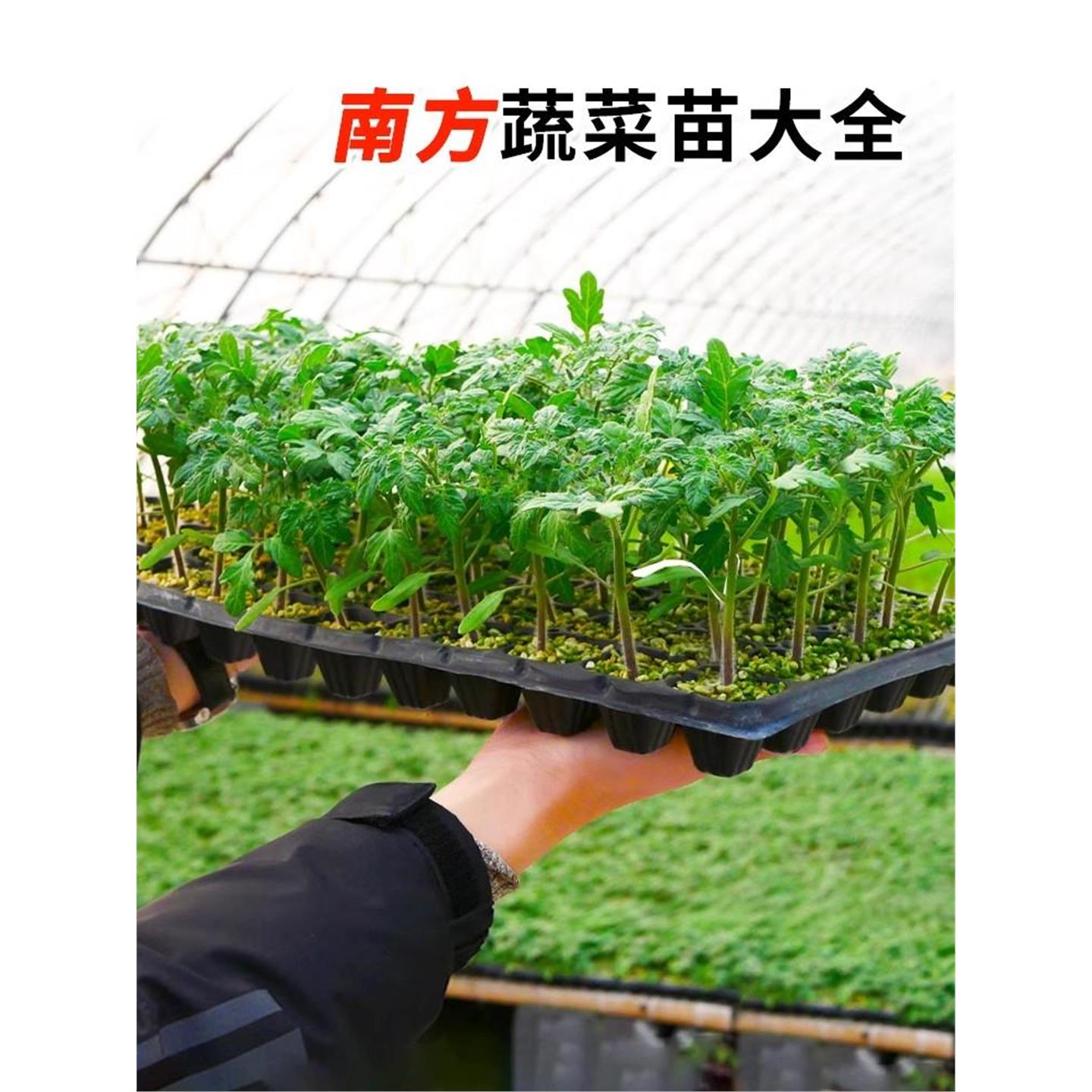 蔬菜苗秧辣椒圣女果小番茄