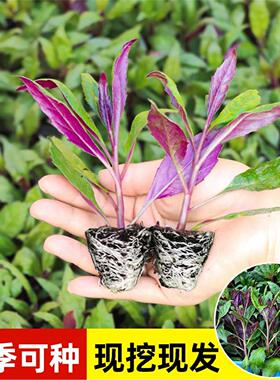 紫背菜苗紫背天葵苗秧观音菜秧苗血皮菜苗秋冬蔬菜苗盆栽阳台种子