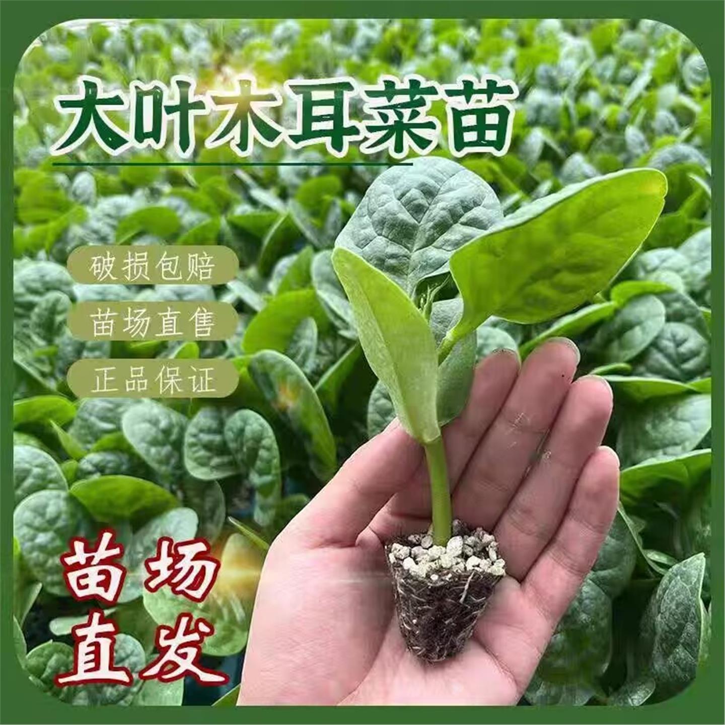 大叶木耳菜苗秧四季小青蔬