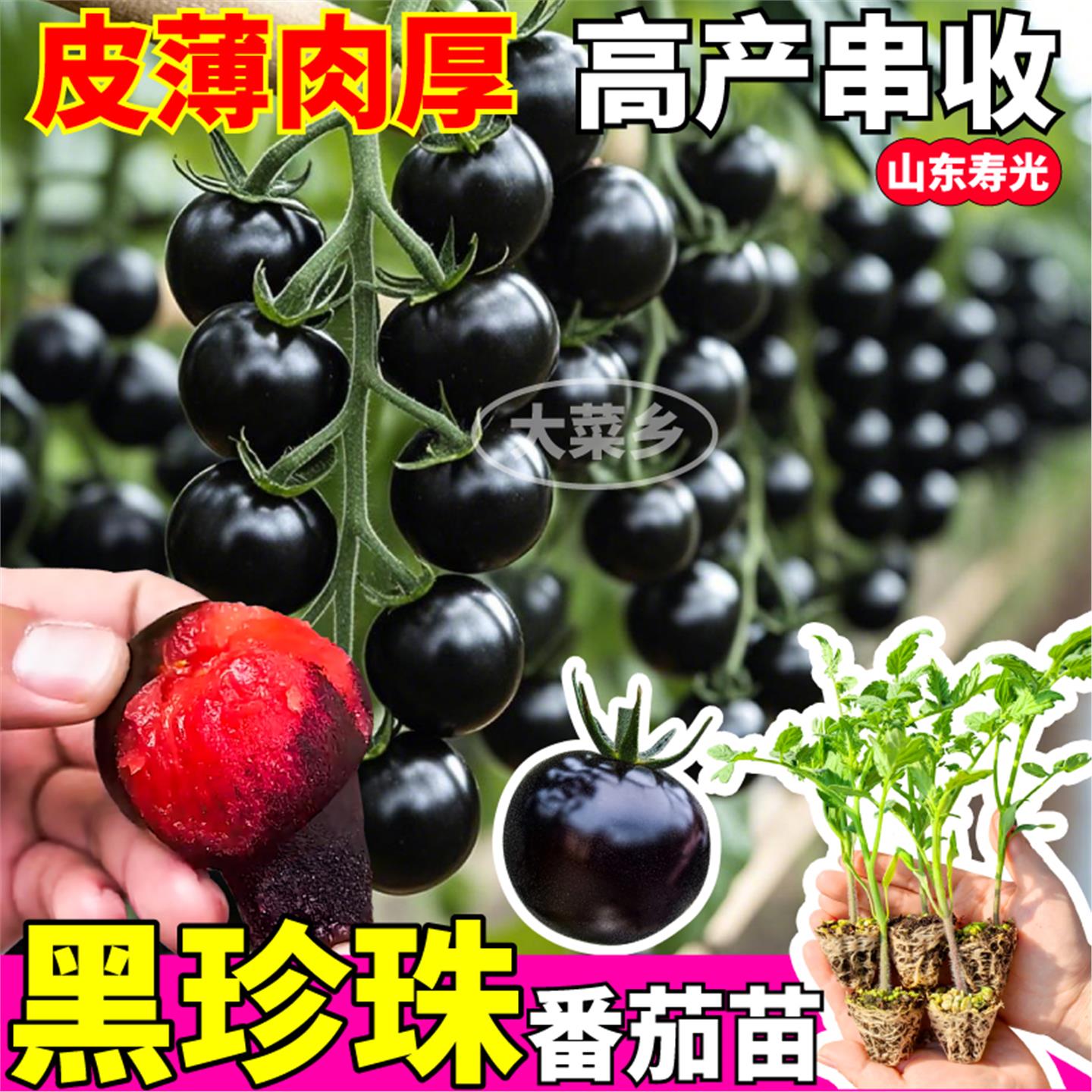 寿光黑珍珠番茄苗秧四季高