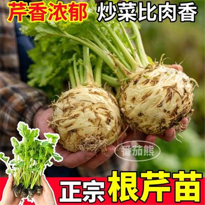 正宗根芹苗秧室内阳台盆栽