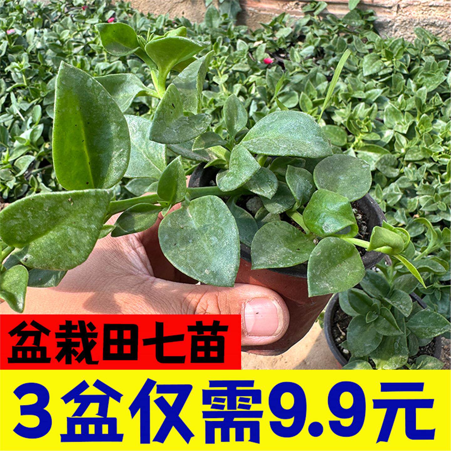 田七盆栽苗可食用庭院室内