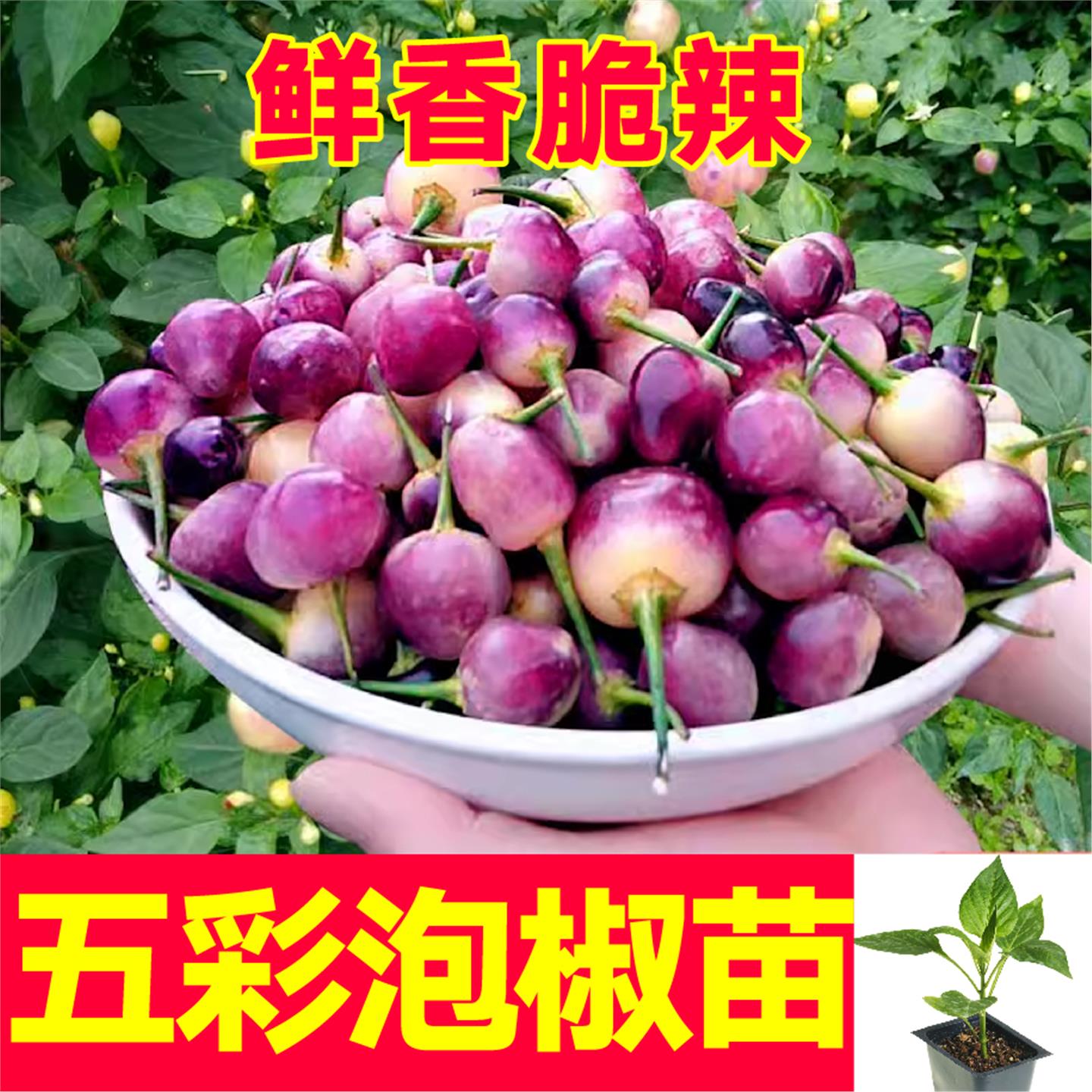 寿光五彩泡椒秧苗带土球多