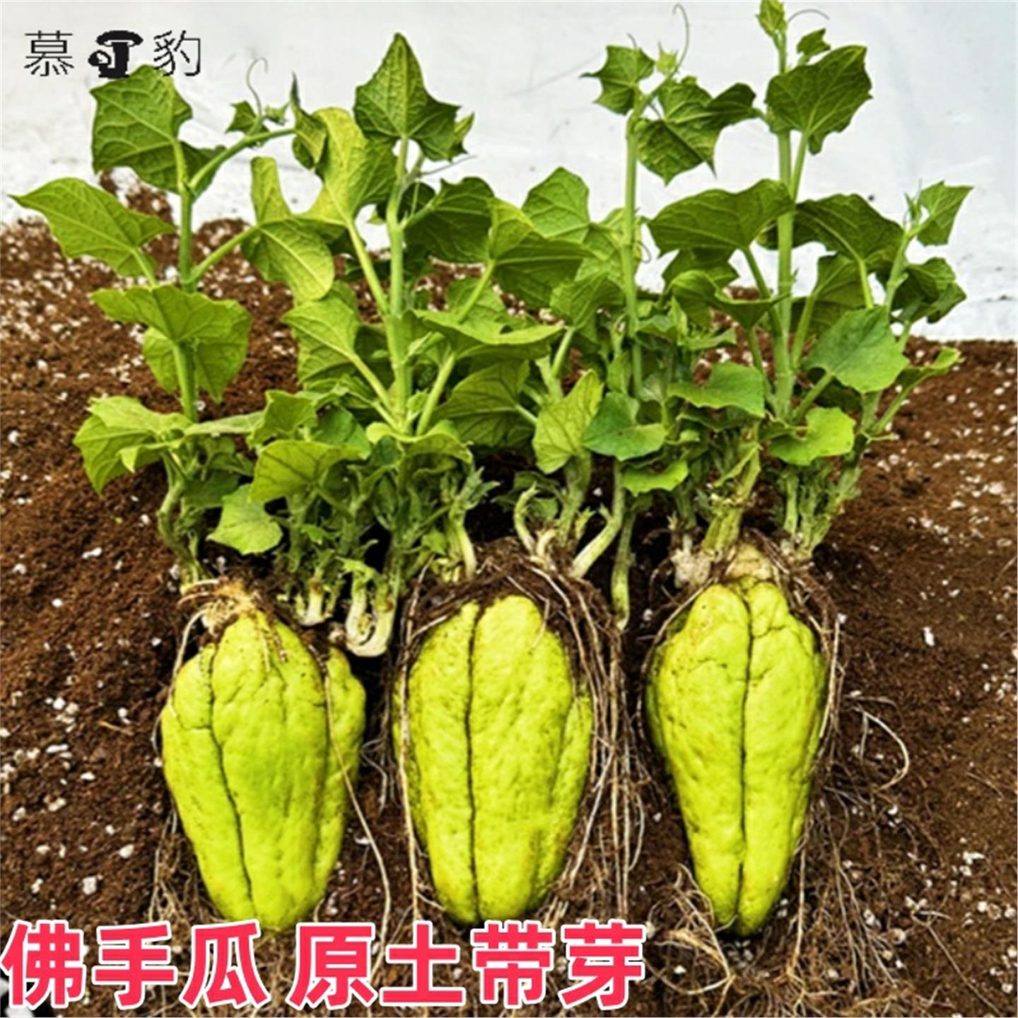 苗佛手瓜种子籽带芽新鲜福