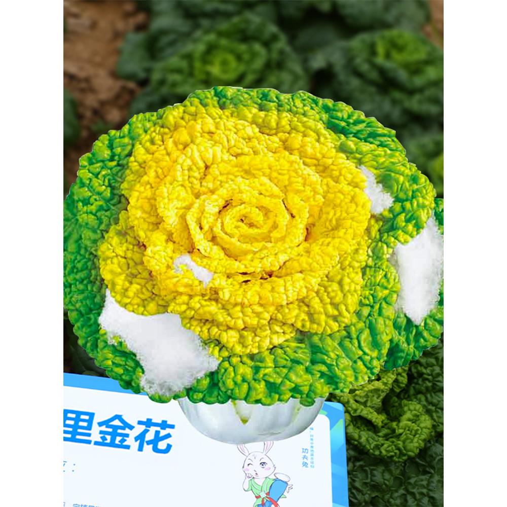 黄心乌菜种子籽塌大全青适
