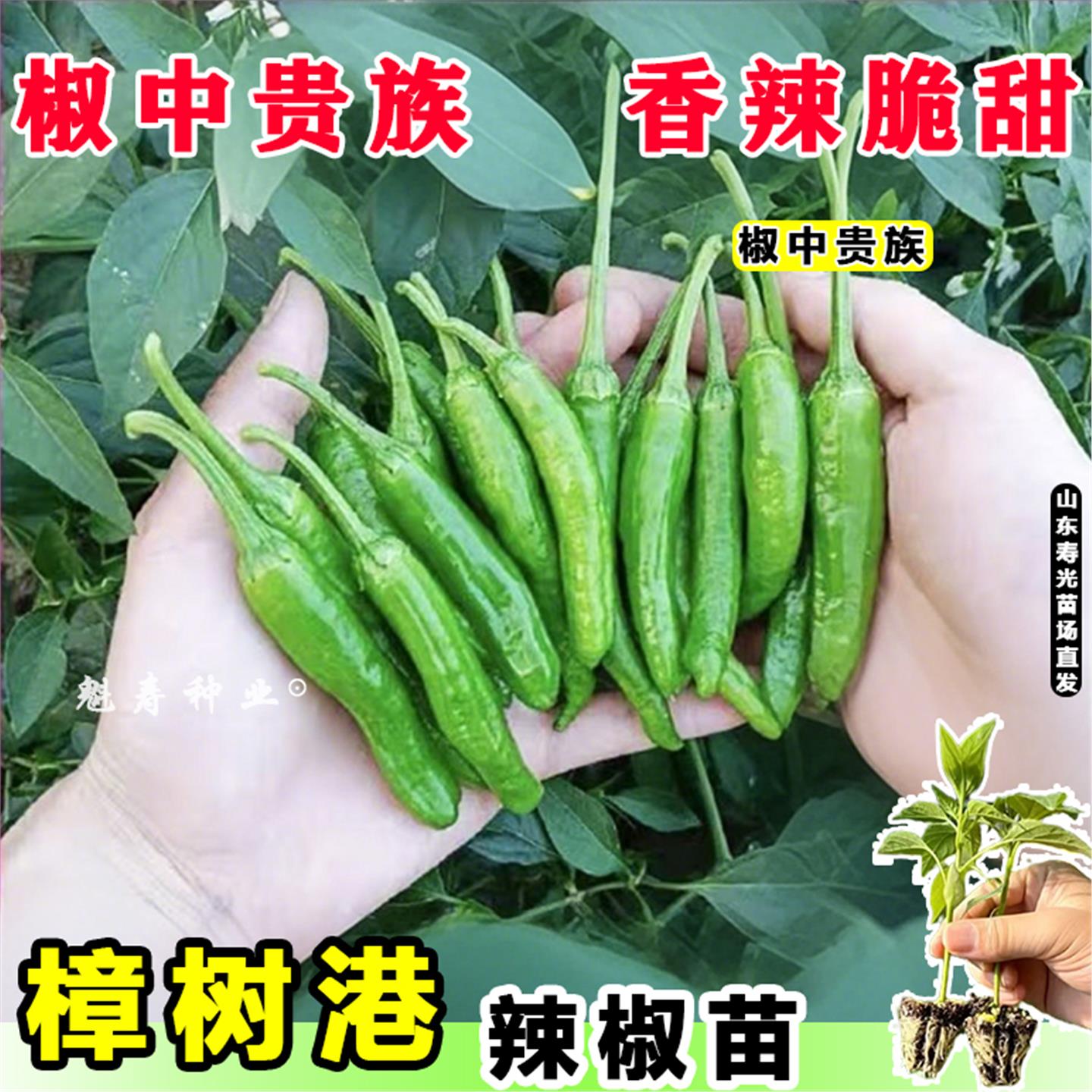 寿光香辣樟树港椒苗秧高产