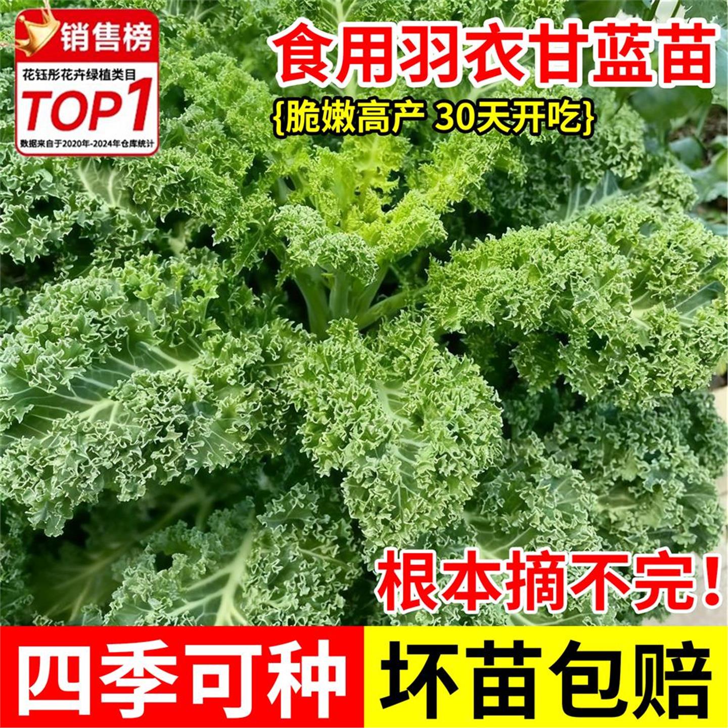 四季可食用绿羽衣甘蓝苗紫