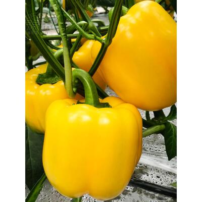 黄色甜椒种子苗灯笼辣阳台