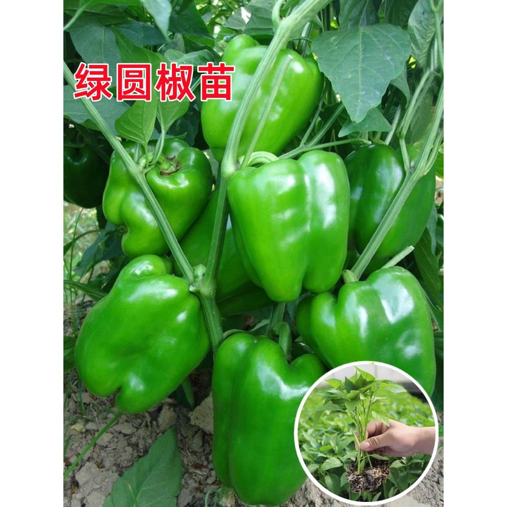 高产圆椒菜苗辣秧青太空方