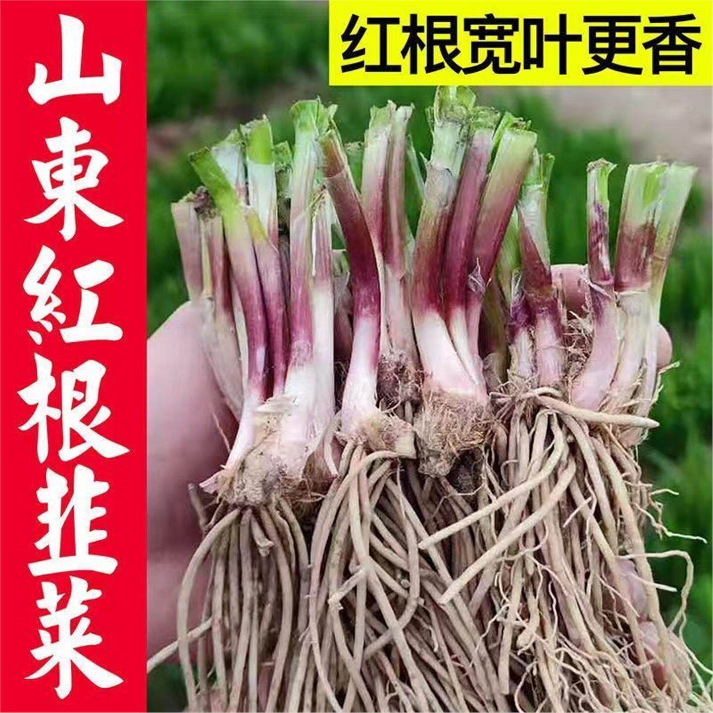 山东正宗寿光红根韭菜紫现