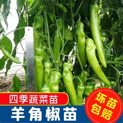 羊角辣椒苗秧大果尖特牛薄