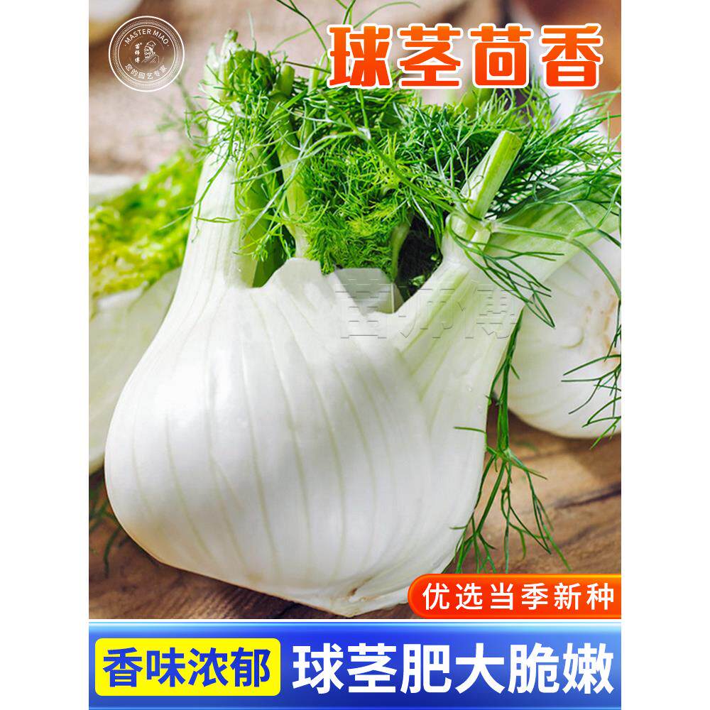 割茬球茎结茴香种子小叶籽