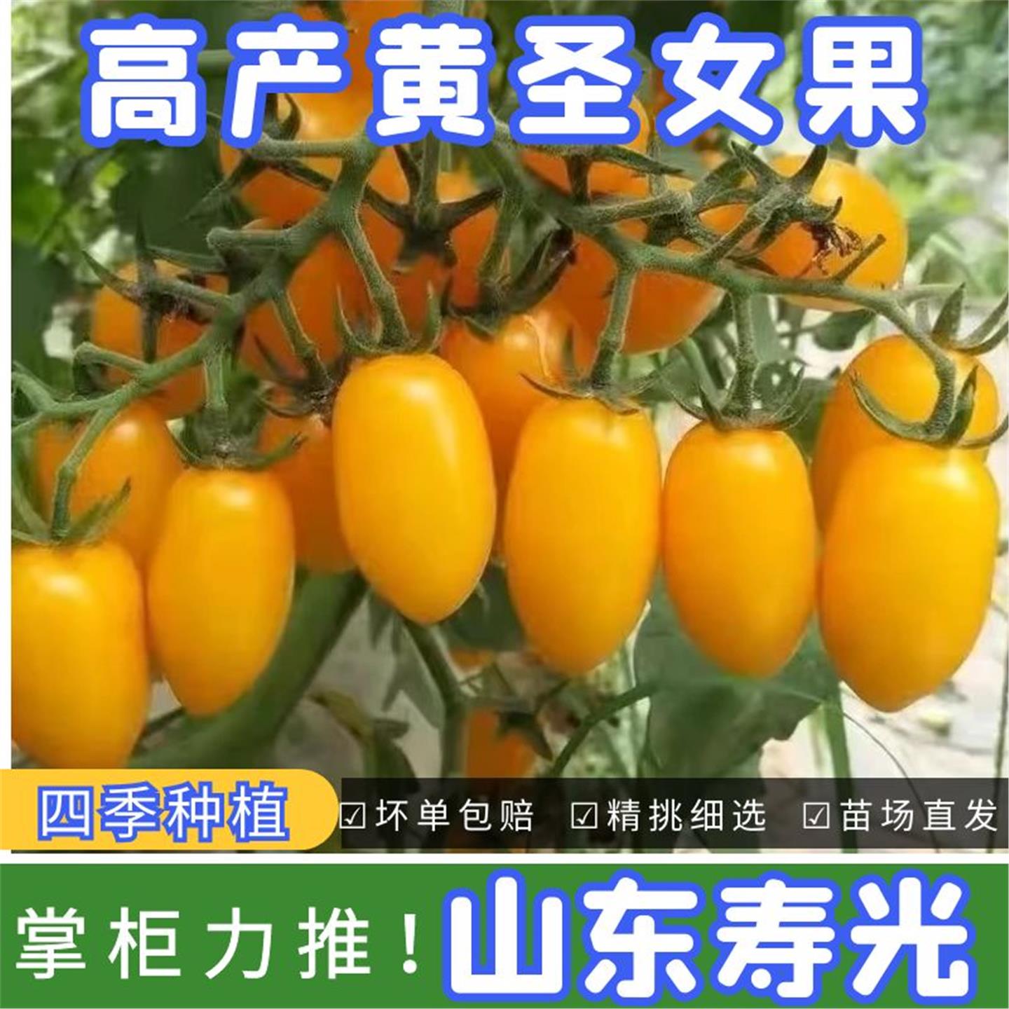 金玲珑黄圣女果番茄蔬菜苗