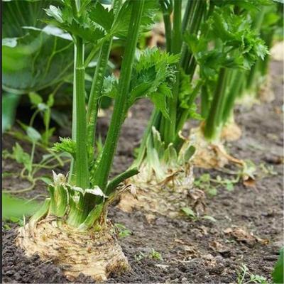 根芹苗寿光蔬菜种子四季