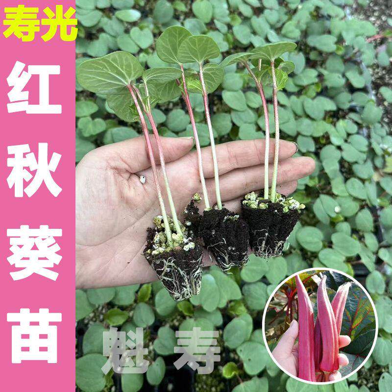 高产嫩奶油红秋葵秧苗山东