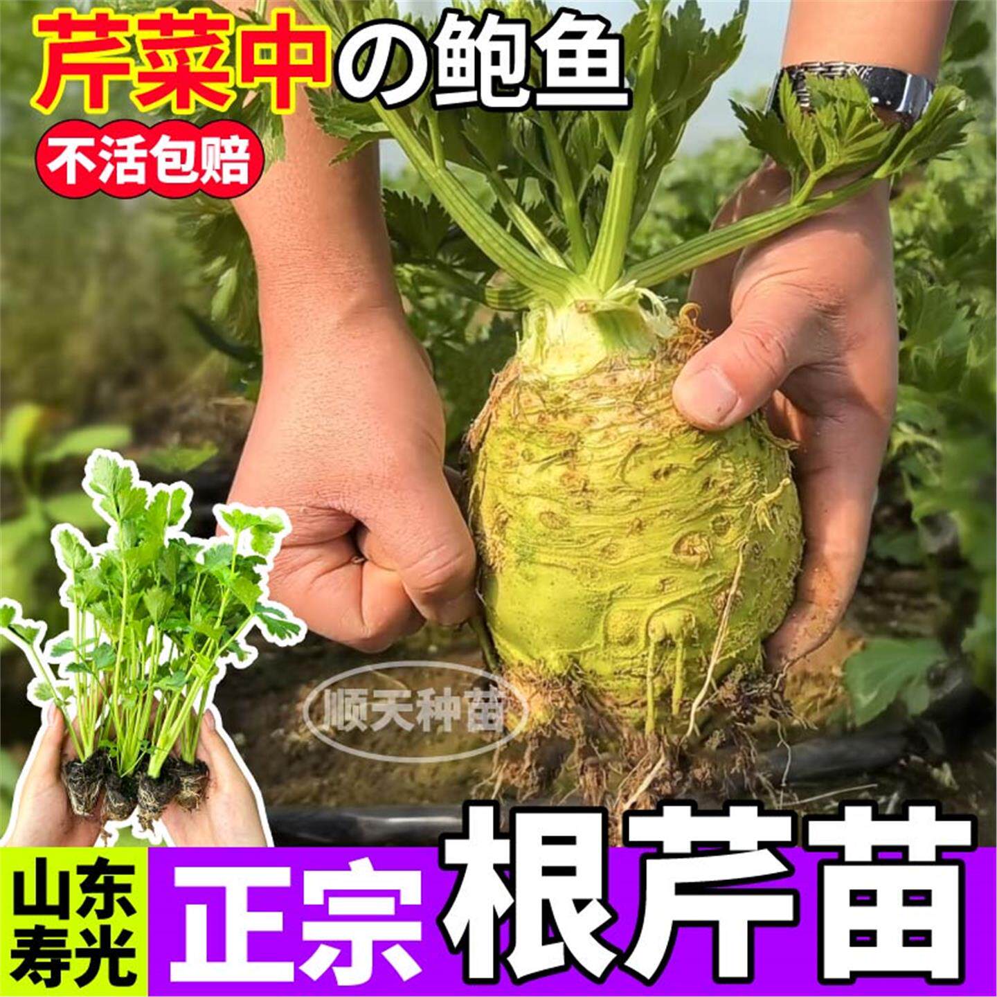 正宗地中海根芹苗秧大皇后