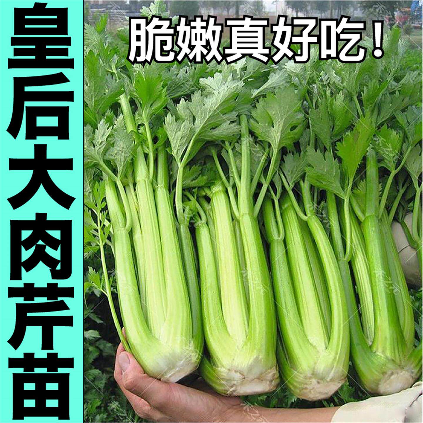 皇后大肉芹菜苗秧种子四季