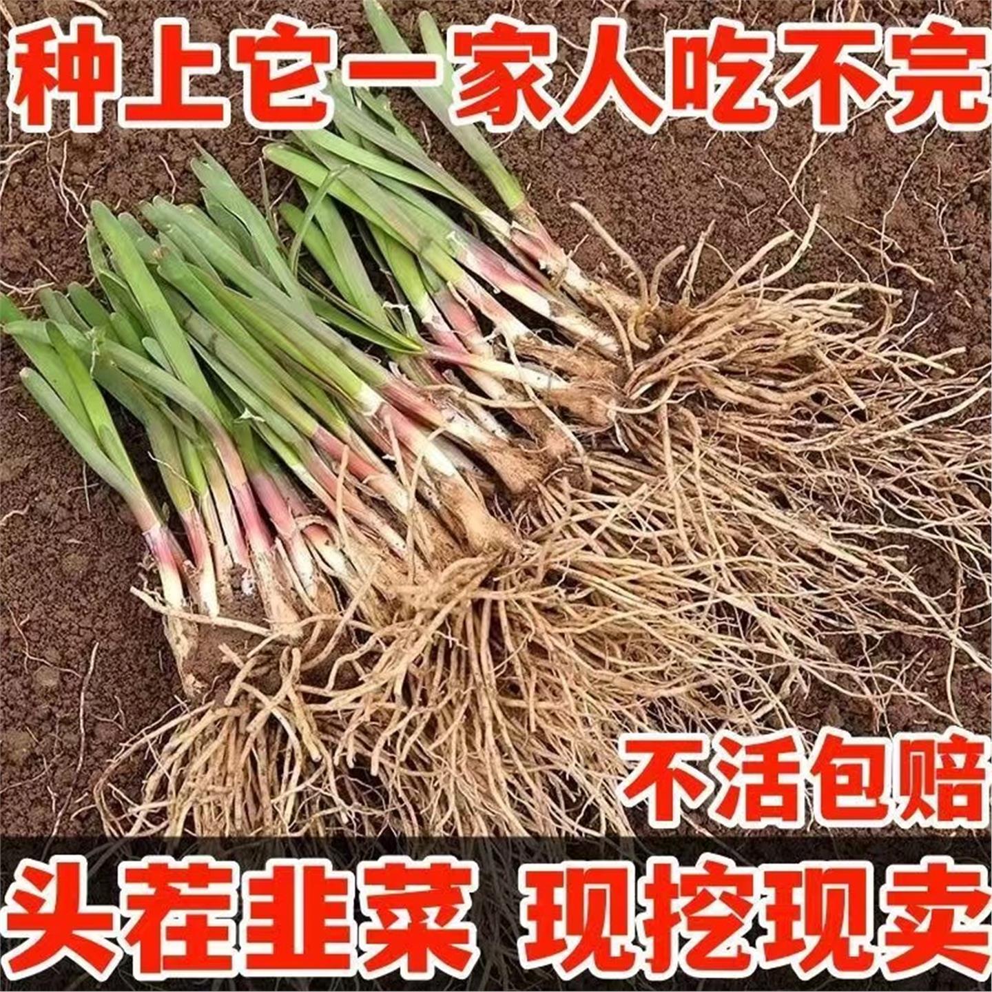韭菜根苗带土紫大叶宽红室