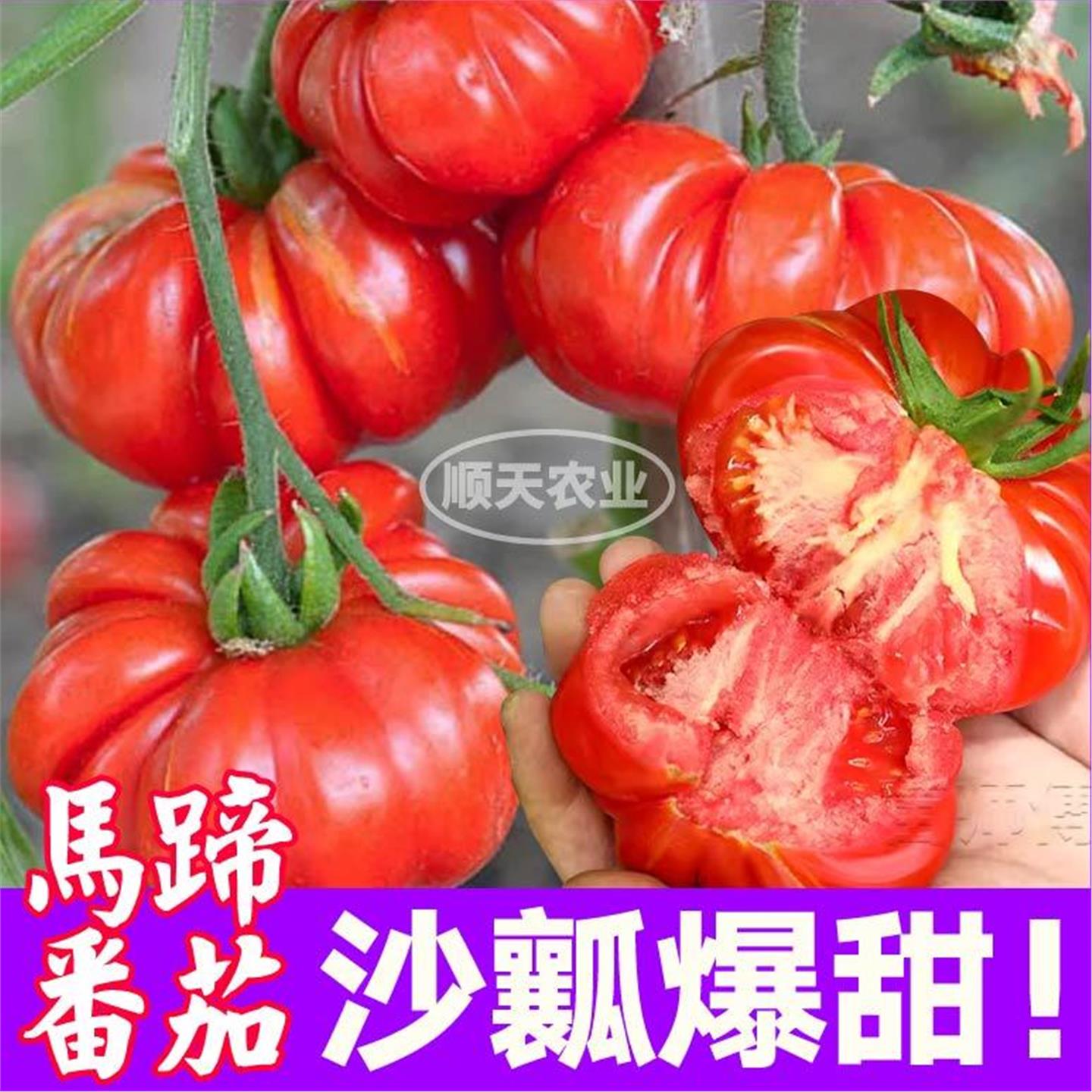 寿光沙瓤马蹄番茄苗秧爆甜