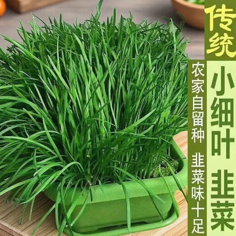 韭菜根苗香小叶白四季可栽